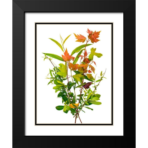 Maple Black Modern Wood Framed Art Print with Double Matting by Rosenthal, Barry