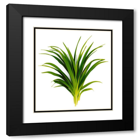 Sedge Bedford Black Modern Wood Framed Art Print with Double Matting by Rosenthal, Barry