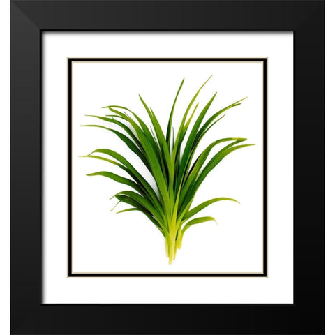 Sedge Bedford Black Modern Wood Framed Art Print with Double Matting by Rosenthal, Barry