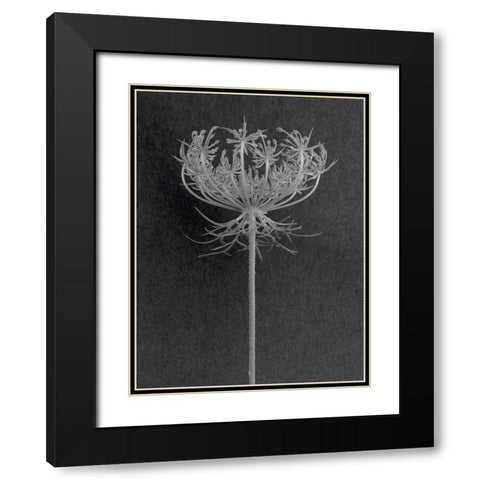 Queen Anne Lace Black Modern Wood Framed Art Print with Double Matting by Rosenthal, Barry