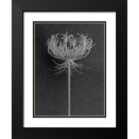 Queen Anne Lace Black Modern Wood Framed Art Print with Double Matting by Rosenthal, Barry