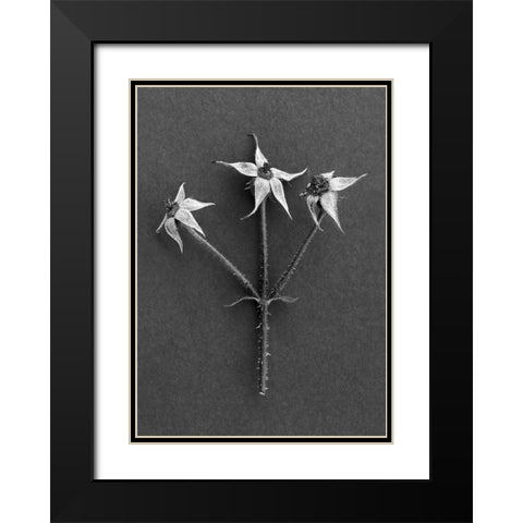 Rose Hips Black Modern Wood Framed Art Print with Double Matting by Rosenthal, Barry