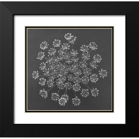 Dill Top View Black Modern Wood Framed Art Print with Double Matting by Rosenthal, Barry