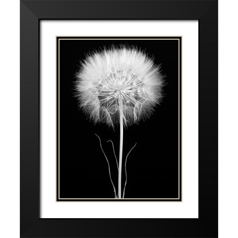 Salsify Black Modern Wood Framed Art Print with Double Matting by Rosenthal, Barry
