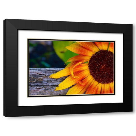 Sunflower Black Modern Wood Framed Art Print with Double Matting by Vizvary, Susan