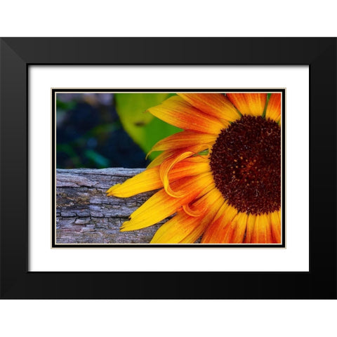 Sunflower Black Modern Wood Framed Art Print with Double Matting by Vizvary, Susan