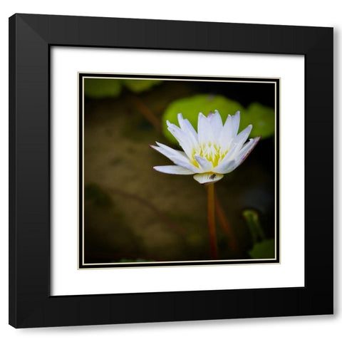 Lily and Fly Black Modern Wood Framed Art Print with Double Matting by Vizvary, Susan
