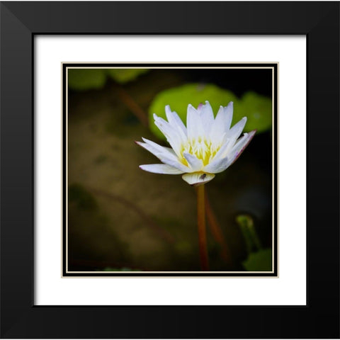 Lily and Fly Black Modern Wood Framed Art Print with Double Matting by Vizvary, Susan