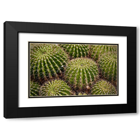 Succulant Black Modern Wood Framed Art Print with Double Matting by Vizvary, Susan