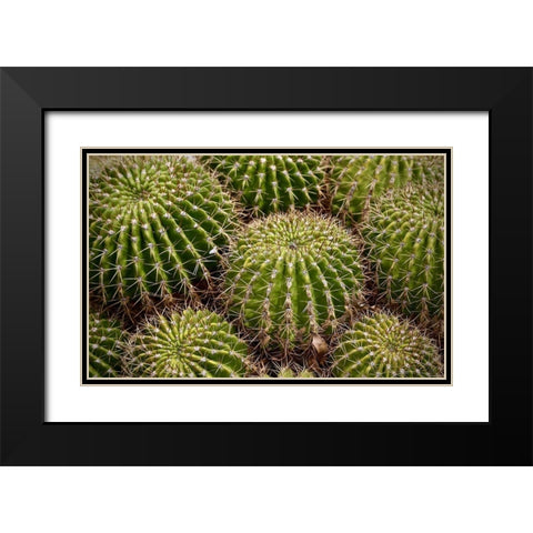 Succulant Black Modern Wood Framed Art Print with Double Matting by Vizvary, Susan