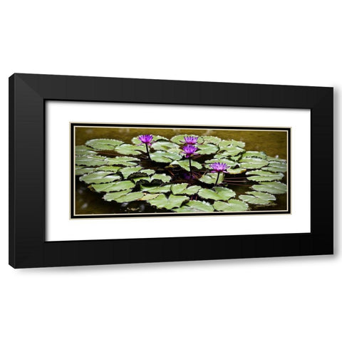 Purple Lily Pond Black Modern Wood Framed Art Print with Double Matting by Vizvary, Susan