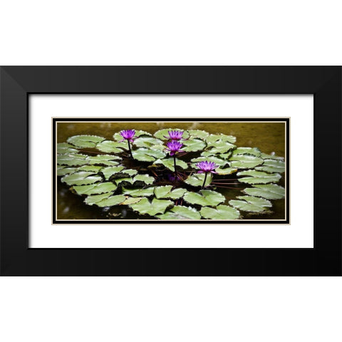 Purple Lily Pond Black Modern Wood Framed Art Print with Double Matting by Vizvary, Susan