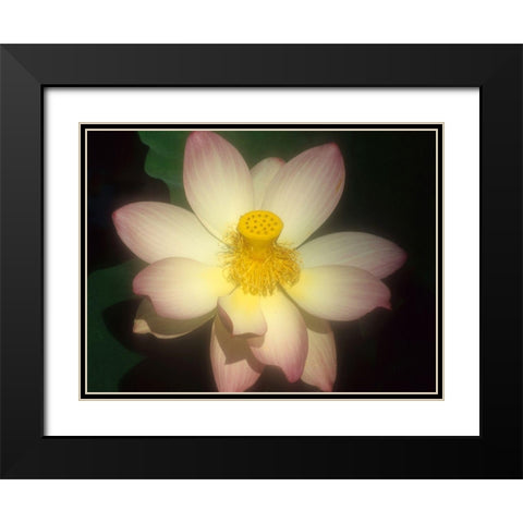 Lotus Flower Black Modern Wood Framed Art Print with Double Matting by Vizvary, Susan