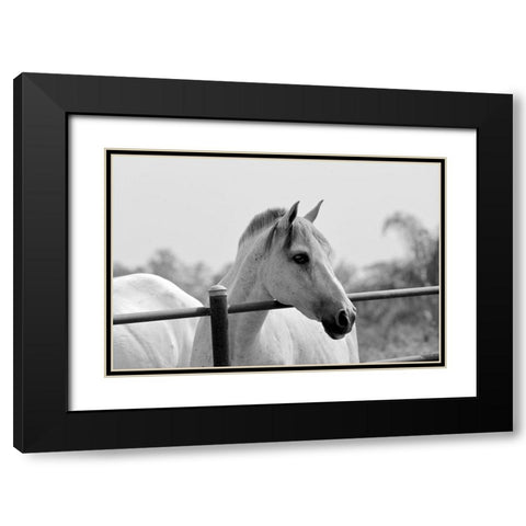 White Horse Over Fence Black Modern Wood Framed Art Print with Double Matting by Vizvary, Susan