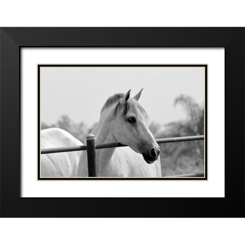 White Horse Over Fence Black Modern Wood Framed Art Print with Double Matting by Vizvary, Susan