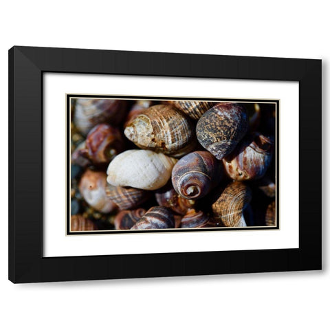 Spiral Shells Black Modern Wood Framed Art Print with Double Matting by Vizvary, Susan