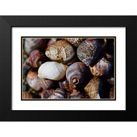 Spiral Shells Black Modern Wood Framed Art Print with Double Matting by Vizvary, Susan
