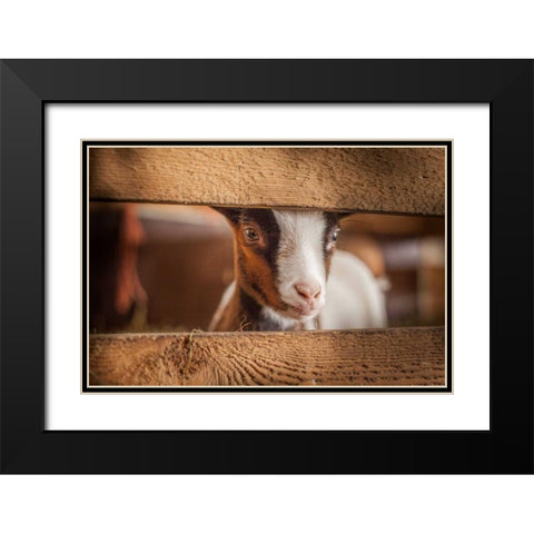 Spring Lamb Black Modern Wood Framed Art Print with Double Matting by Henk van Gog
