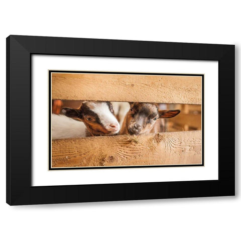 Spring Lamms Black Modern Wood Framed Art Print with Double Matting by Henk van Gog