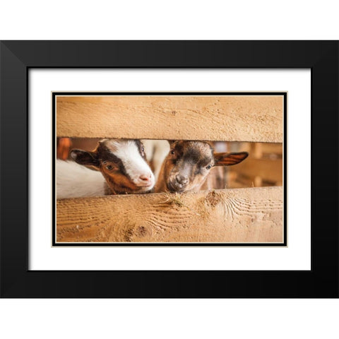 Spring Lamms Black Modern Wood Framed Art Print with Double Matting by Henk van Gog