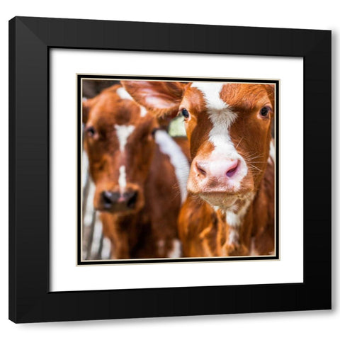 Spring cows 1 Black Modern Wood Framed Art Print with Double Matting by Henk van Gog