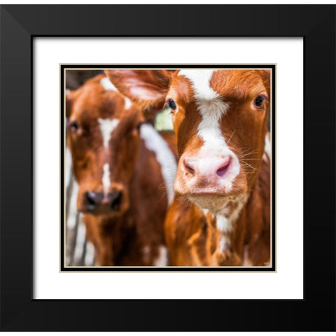 Spring cows 1 Black Modern Wood Framed Art Print with Double Matting by Henk van Gog