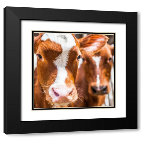 Spring cows 2 Black Modern Wood Framed Art Print with Double Matting by Henk van Gog