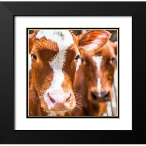 Spring cows 2 Black Modern Wood Framed Art Print with Double Matting by Henk van Gog