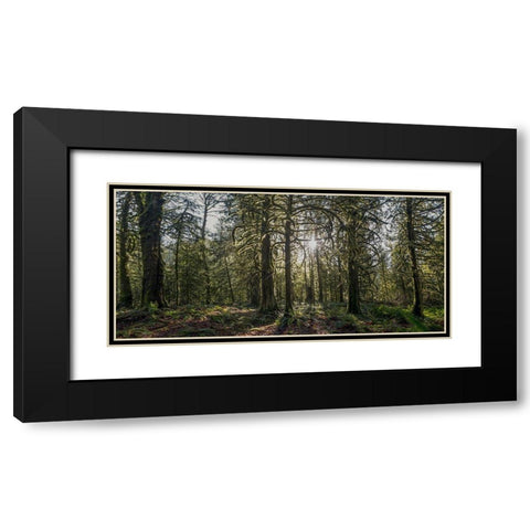 Woods IV Black Modern Wood Framed Art Print with Double Matting by Kostka, Vladimir