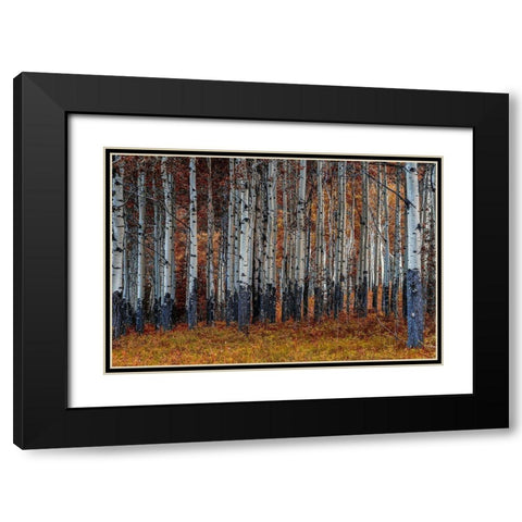 Birches Black Modern Wood Framed Art Print with Double Matting by Kostka, Vladimir