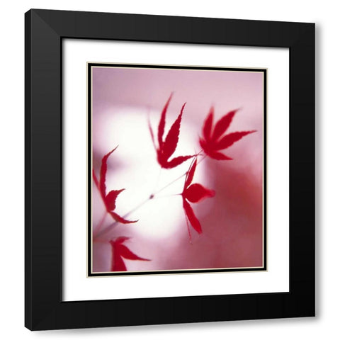 Arrangement Of The Leaves I Black Modern Wood Framed Art Print with Double Matting by Weissing, Gerd