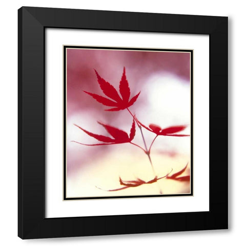Arrangement Of The Leaves II Black Modern Wood Framed Art Print with Double Matting by Weissing, Gerd