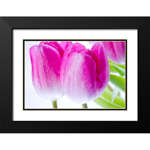 Pink II Black Modern Wood Framed Art Print with Double Matting by Warminski