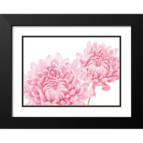 CHRYSANTHEMUM IN BLOOM Black Modern Wood Framed Art Print with Double Matting by Fossey, George