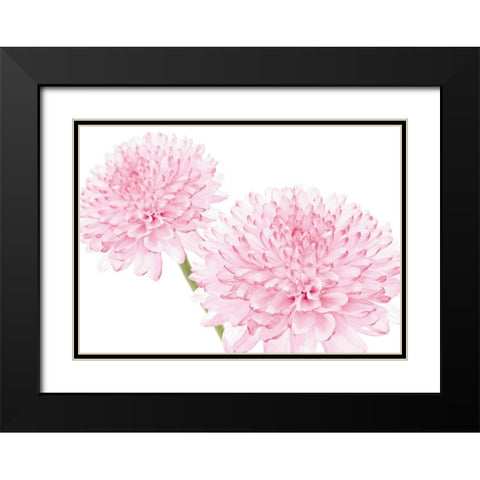 DAHLIA IN BLOOM Black Modern Wood Framed Art Print with Double Matting by Fossey, George