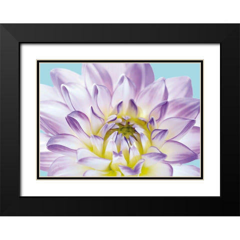 DAHLIA IN TEAL I Black Modern Wood Framed Art Print with Double Matting by Fossey, George