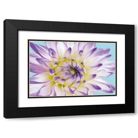 DAHLIA IN TEAL II Black Modern Wood Framed Art Print with Double Matting by Fossey, George
