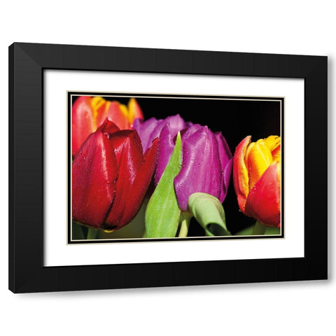 TULIPS ON BLACK Black Modern Wood Framed Art Print with Double Matting by Witt, Sibylle