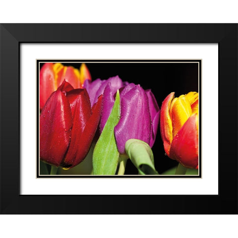 TULIPS ON BLACK Black Modern Wood Framed Art Print with Double Matting by Witt, Sibylle