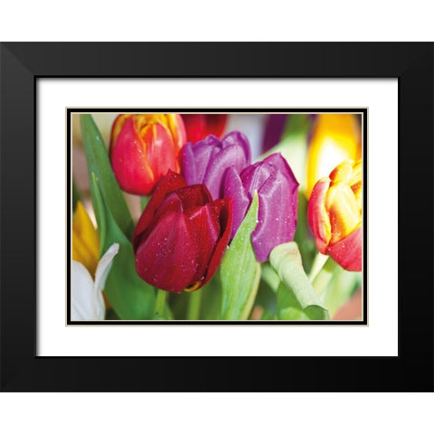 NATURAL TULIPS Black Modern Wood Framed Art Print with Double Matting by Witt, Sibylle