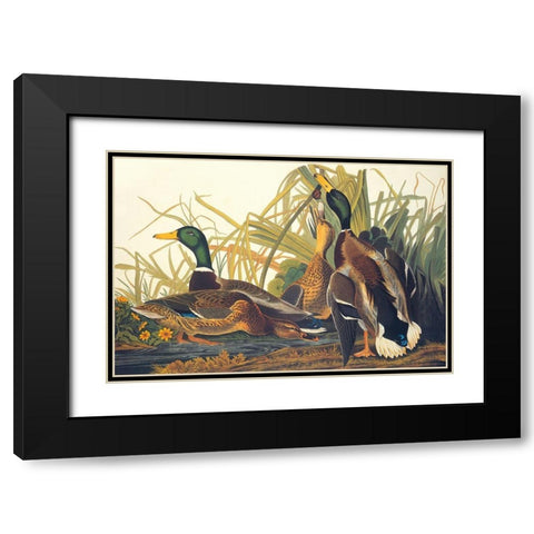 Mallard Duck Black Modern Wood Framed Art Print with Double Matting by Audubon, John James