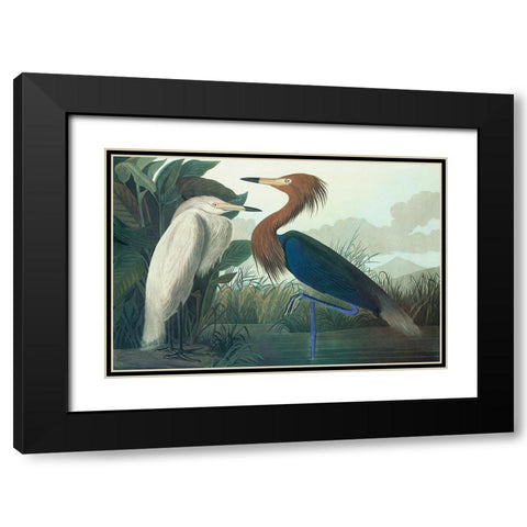 Purple Heron Black Modern Wood Framed Art Print with Double Matting by Audubon, John James