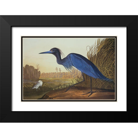 Blue Crane Or Heron Black Modern Wood Framed Art Print with Double Matting by Audubon, John James