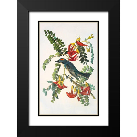 Gray Tyrant Black Modern Wood Framed Art Print with Double Matting by Audubon, John James