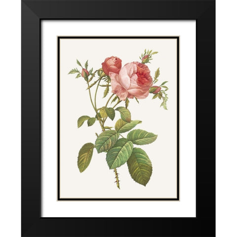 Rosa Centrifolia Foliacea Black Modern Wood Framed Art Print with Double Matting by Redoute, Pierre Joseph