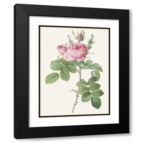 Rosa Bifera Officinalis Black Modern Wood Framed Art Print with Double Matting by Redoute, Pierre Joseph