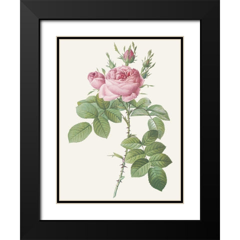 Rosa Bifera Officinalis Black Modern Wood Framed Art Print with Double Matting by Redoute, Pierre Joseph