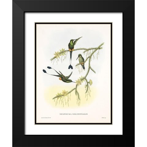 Spathura Solstitialis Black Modern Wood Framed Art Print with Double Matting by Ashley, Aaron