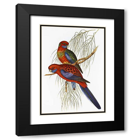 Platycercus Pennantii Black Modern Wood Framed Art Print with Double Matting by Ashley, Aaron