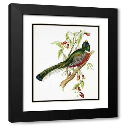 Trogon Ambiguus Black Modern Wood Framed Art Print with Double Matting by Ashley, Aaron